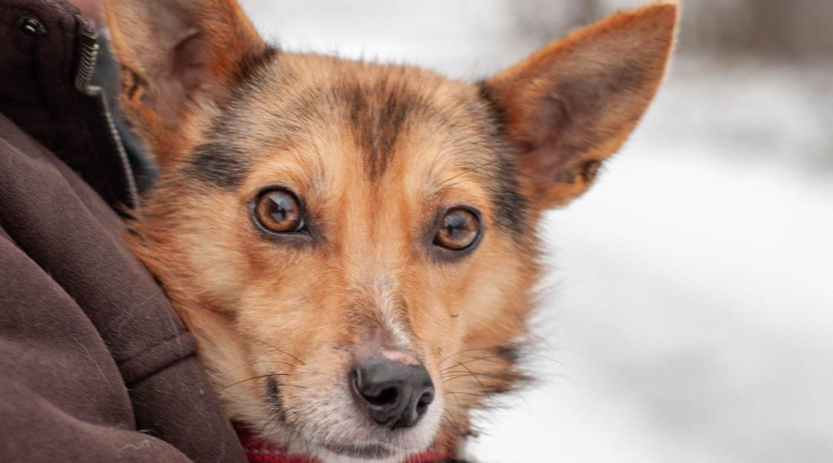 Chiens à adopter